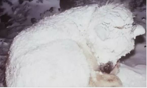 A szomszéd egy eljegesedett bundájú kutyára akad a ház előtt. Felfedi, amit testével takargat: