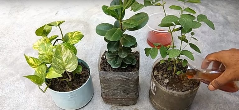 Egy tálba teszi a hagyma héját, aztán összekeveri… Mióta átvettem a módszerét, a növényeim bolondgomba módjára burjánzanak