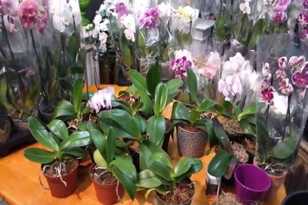 „Évekig nem hozott bimbót az orchideám, ám ezzel a módszerrel új életet leheltem belé”