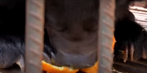 Örömmel megvásárolták a jutányos áron kínált kiskutyát, ám hónapokkal később elborzadva nézték, hogy mivé alakul át