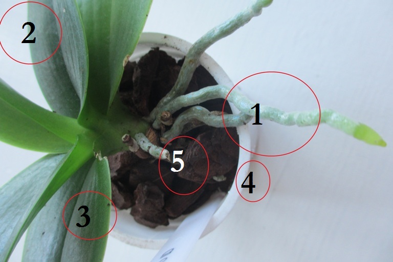 Ha nem hoz virágot az orchidea – 5 dolgot kell csupán ellenőrizni, és virágba fog borulni