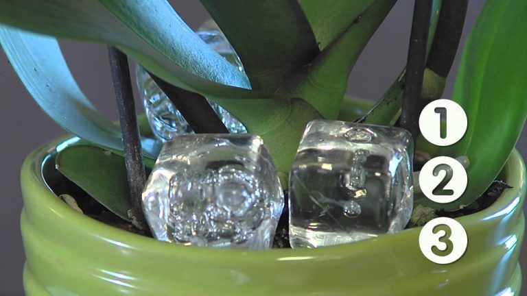 Jeget helyezett az orchideája gyökereihez: mindössze pár nap alatt a virágot mintha csak kicserélték volna