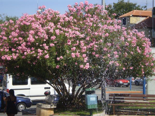 4 technika, amit ha tavasszal végigcsinálsz a LEANDEREN, a kerted igazi királynőjeként díszeleg majd