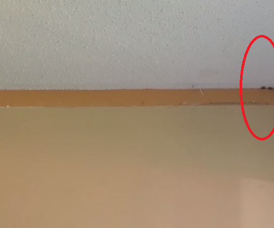 A mennyezeten meglátnak egy kis rést, és mocorgó hangokat hallanak belőle. Mikor óvatosan kibontják, rögtön sikítva menekülnek a házból