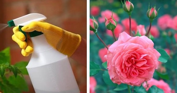 Ezt a környezetbarát olajat használom a kertemben, és az összes kártevő kileheli a lelkét!