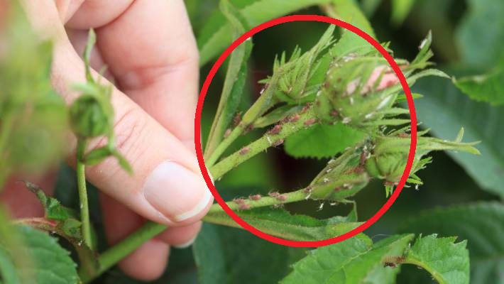 Nagyapámtól tanultam ezt a módszert: az én kertemben hírből sincs levéltetű