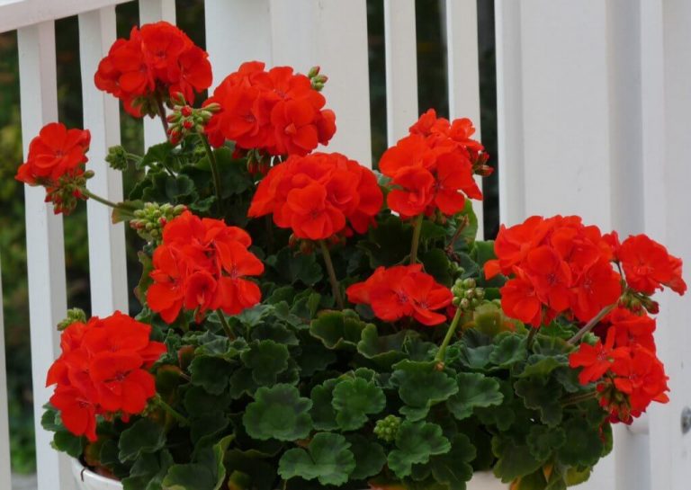 A szomszédom ezt öntötte a muskátlijára: azóta megállás nélkül hozza az újabbnál újabb virágokat!