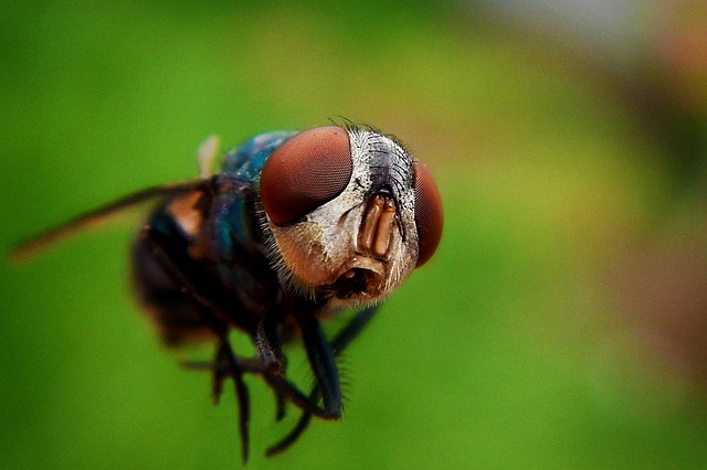 A szomszédom lakása télen-nyáron muslicamentes. Elárulta, hogy …