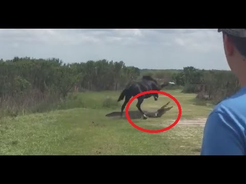 A lónak feltűnik, hogy egy óriási krokodil kerül az útjába. Innentől elszabadulnak az események: