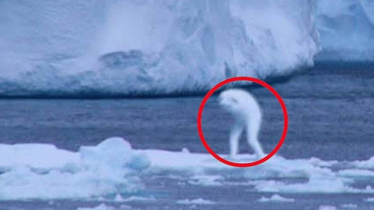 Csakis felnőtteknek és erős idegzetűeknek ajánljuk ezeket a felvételeket!