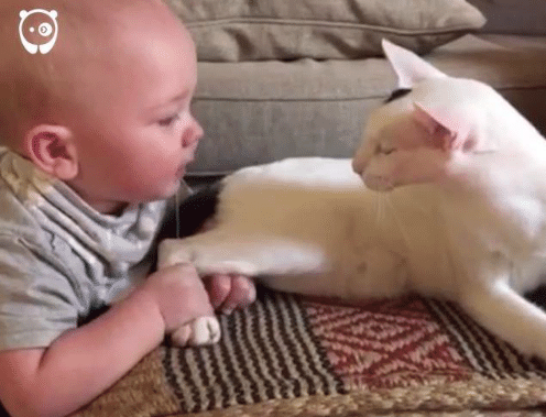 A kisbaba rángatja a macska hátsó lábát. Amit az anyukája ezután levideóz, az lavinaként terjedt el az egész interneten.