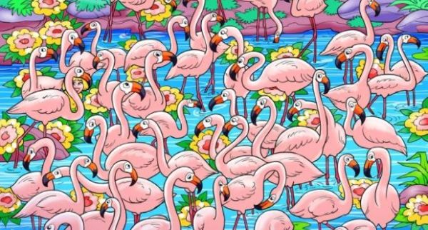 Ha 15 másodpercen belül megtalálod a lányt a flamingók között, szuper a látásod