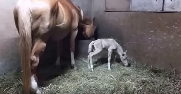 A ló épphogy életet adott csikójának… ami ezután történik, sokkolja a gazdáját