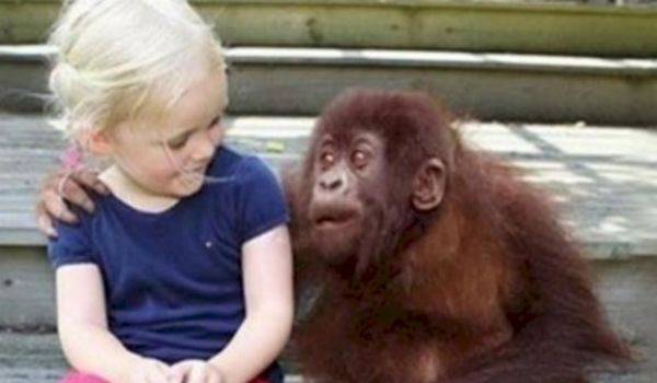 Egész gyerekkorát gorillákkal tölti, 12 év után ismét szembe kerül velük: reakciójuk könnyeket csal a szemünkbe