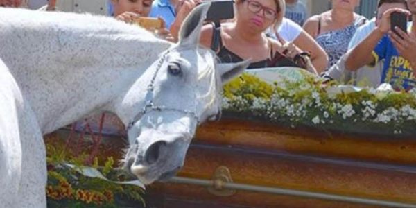 A férfi tragikus körülmények között meghal. Temetésén lova olyat tesz, hogy…