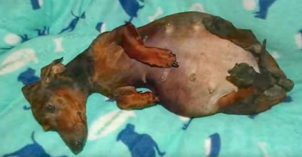 A lebénult kis tacskót párzásra kényszeríti gazdája – mindenkit meglep az ellés után