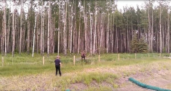 A szarvas furcsán viselkedik ezért a férfi közelebb megy – ekkor furcsa kiáltást hall és azonnal cselekszik