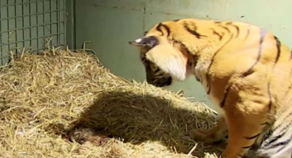 A tigris élettelen iker kölyköt szül, de a gondozók megdöbbennek, amikor az anyai ösztönök előjönnek