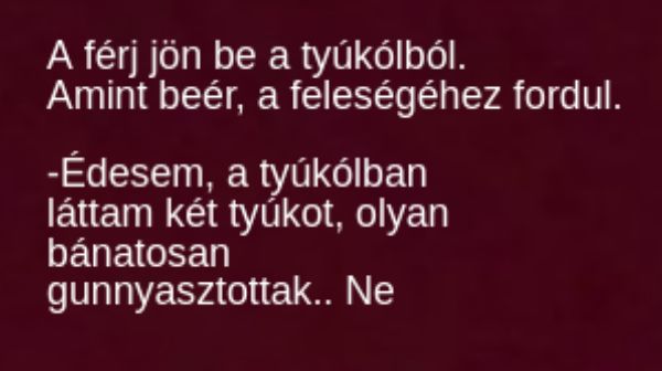VICC: A férj jön be a tyúkólból, és feleségéhez fordul