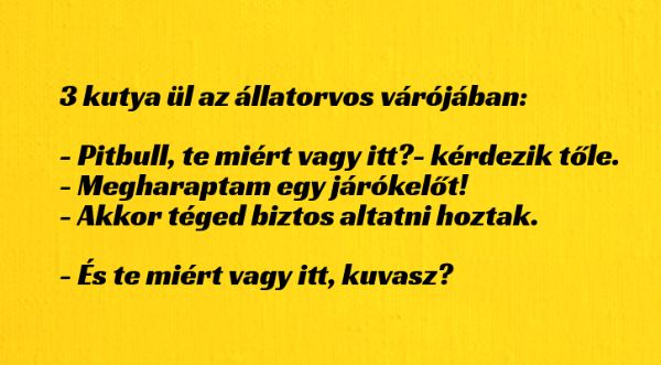 VICC: 3 kutya ül az állatorvos várójában