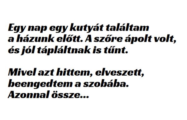 VICC: Egy nap egy kutyát találtam a házunk előtt