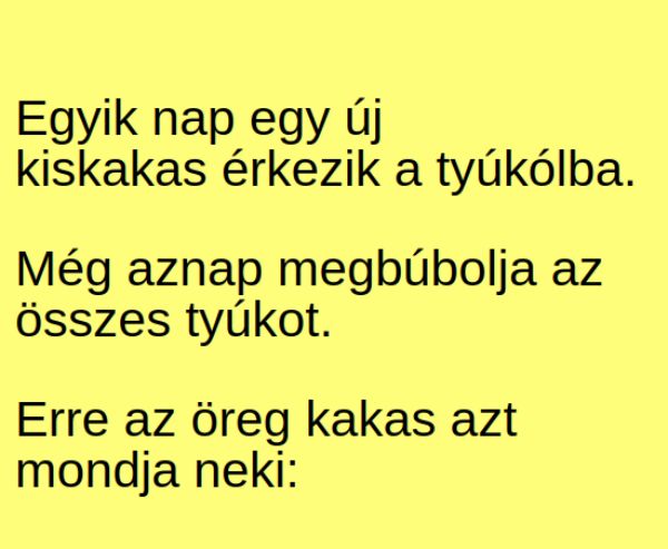 VICC: Egyik nap egy új fiatal kakas érkezik a tyúkólba, az öreg kakas irigykedve bámulja