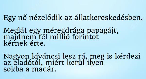 VICC: Egy nő meglát egy méregdrága papagájt az állatkereskedésben, majdnem fél millió forintot  kérnek érte.