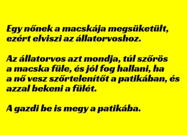 VICC: Egy nőnek a macskája megsüketült, ezért elviszi az állatorvoshoz