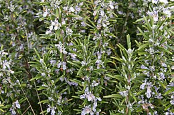 A hajhullás és a töredezett haj esküdt ellensége: Ez az egy gyógynövény kell a házi pakoláshoz