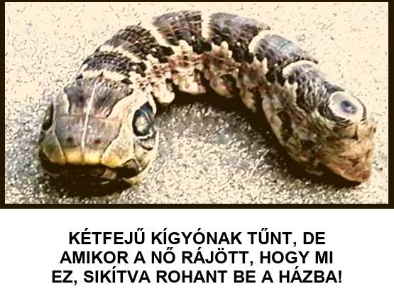 A nő a hátsó kertben vette észre ezt a SZÖRNYETEGET, ami egy kétfejű kígyónak tűnt! Ám amikor tudatára ébredt, hogy mi az, sikítva futott be a házba: