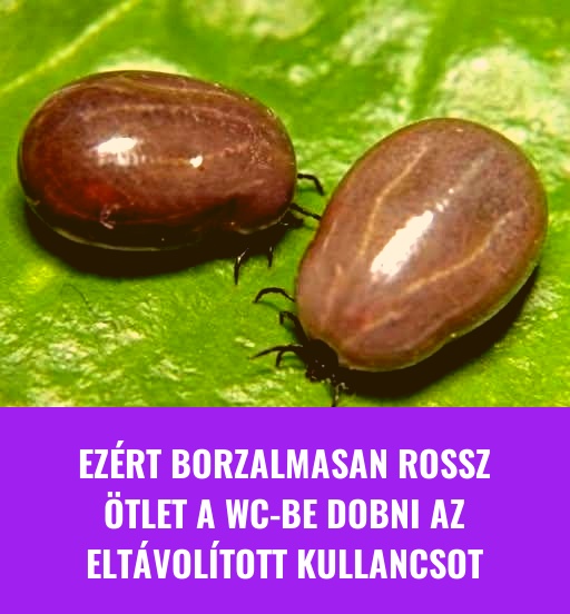 És eltaposni sem érdemes, mert az is nagy bajba sodorhat 🤮
