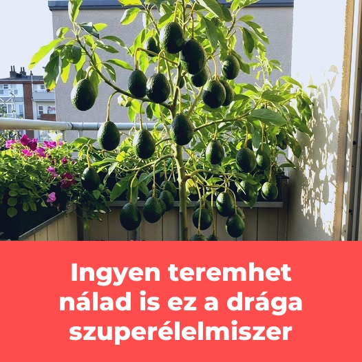 Ingyen teremhet nálad is ez a drága szuperélelmiszer