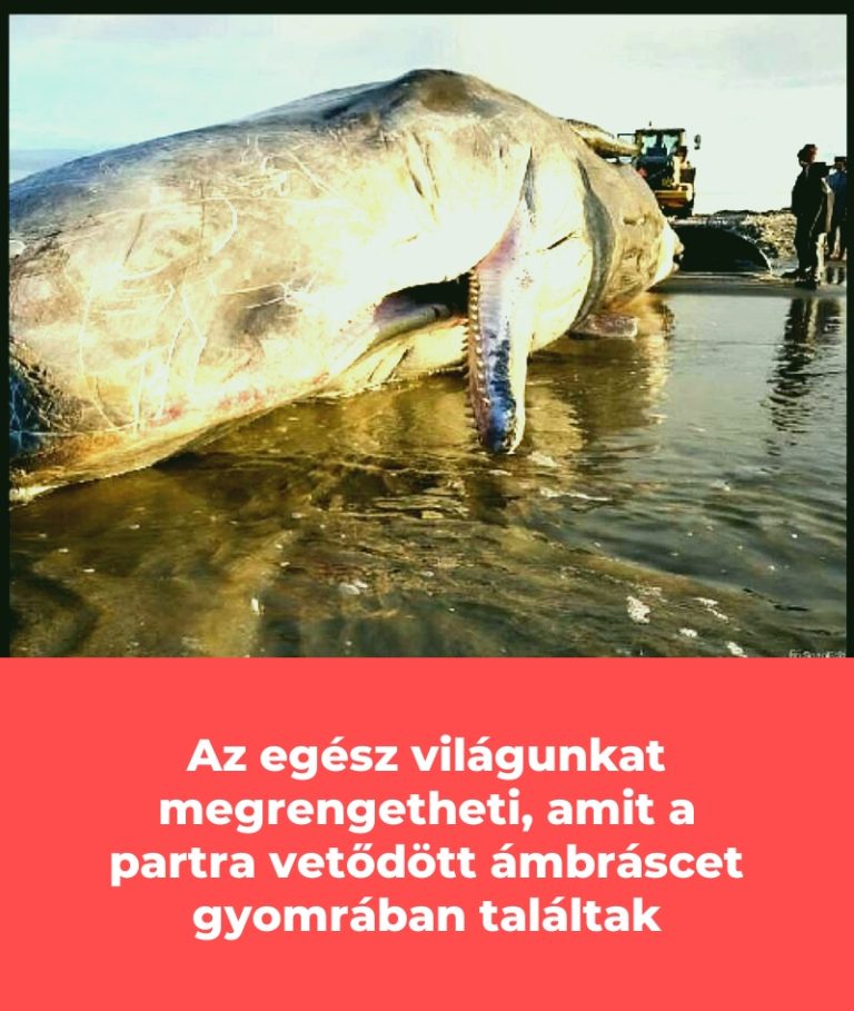 Az egész világunkat megrengetheti, amit a partra vetődött ámbráscet gyomrában találtak