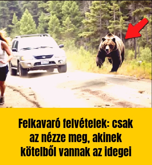 Felkavaró felvételek: csak az nézze meg, akinek kötelből vannak az idegei