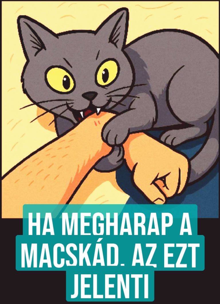 Ha megharap a macskád, az ezt jelenti