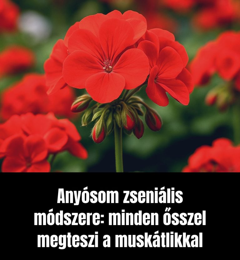 Anyósom zseniális módszere: minden ősszel megteszi a muskátlikkal