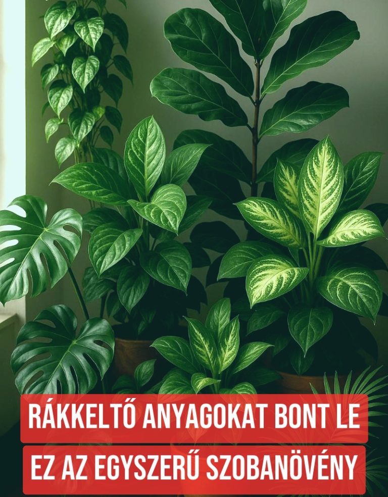 Rákkeltő anyagokat bont le ez az egyszerű szobanövény