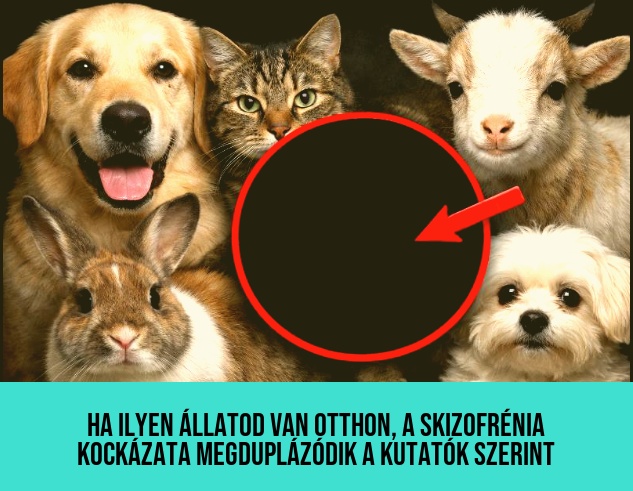 Ha ilyen állatod van otthon, a skizofrénia kockázata megduplázódik a kutatók szerint