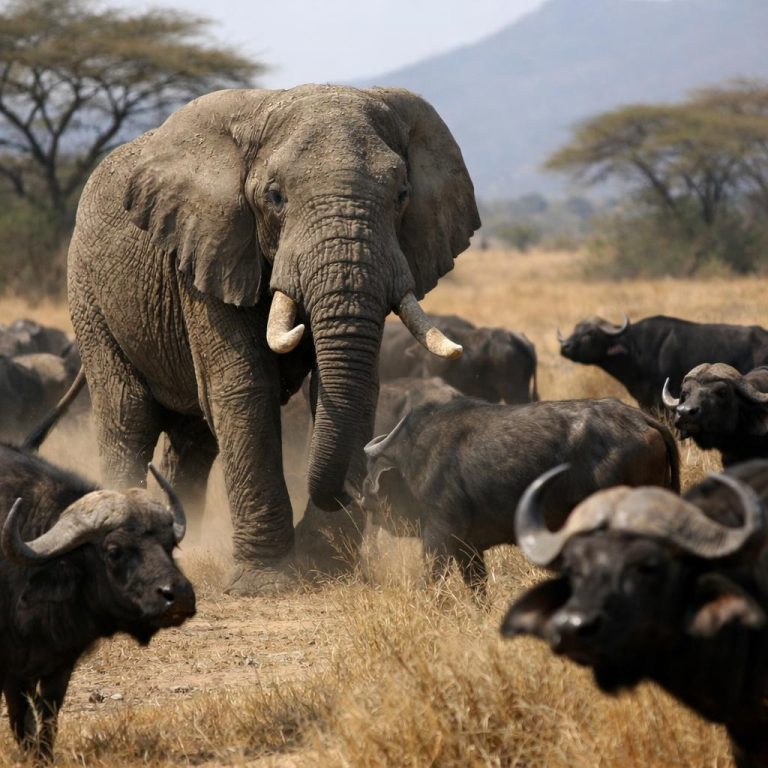 Ez az elefánt bivalynak képzeli magát: mindenki a csodájára jár a Zimbabwében élő állatnak