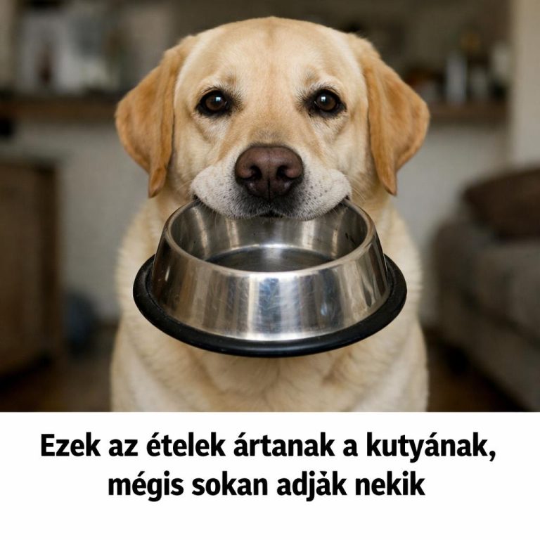 Ezek az ételek ártanak a kutyának, mégis sokan adják nekik